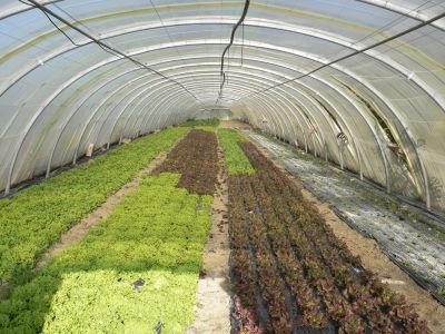 Variétés de salades cultivées sous serre